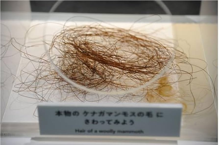 Amazon | SCIENCE 化石標本Woolly Mammoth Hair「マンモス 実物